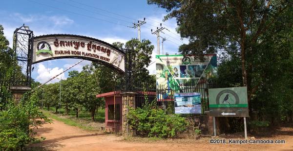 Starling Ridge Farm, Plantation and Resort in Kampot, Cambodia.