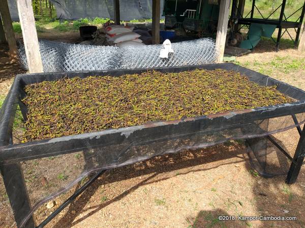 Starling Ridge Farm, Plantation and Resort in Kampot, Cambodia.