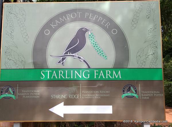 Starling Ridge Farm, Plantation and Resort in Kampot, Cambodia.