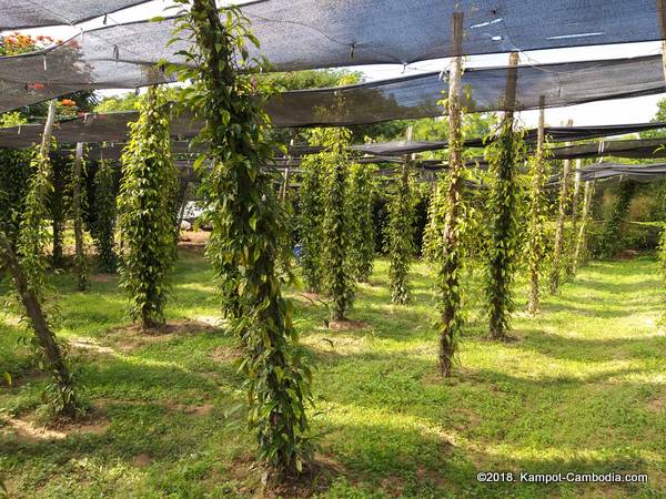 Starling Ridge Farm, Plantation and Resort in Kampot, Cambodia.
