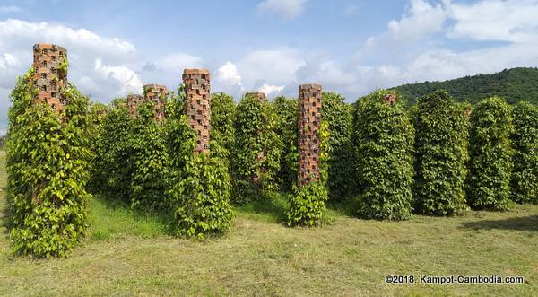 Starling Ridge Farm, Plantation and Resort in Kampot, Cambodia.
