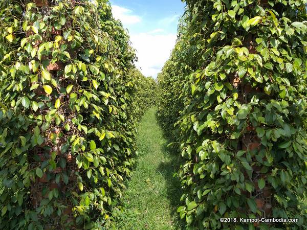 Starling Ridge Farm, Plantation and Resort in Kampot, Cambodia.