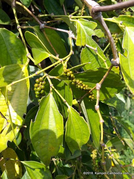 Starling Ridge Farm, Plantation and Resort in Kampot, Cambodia.