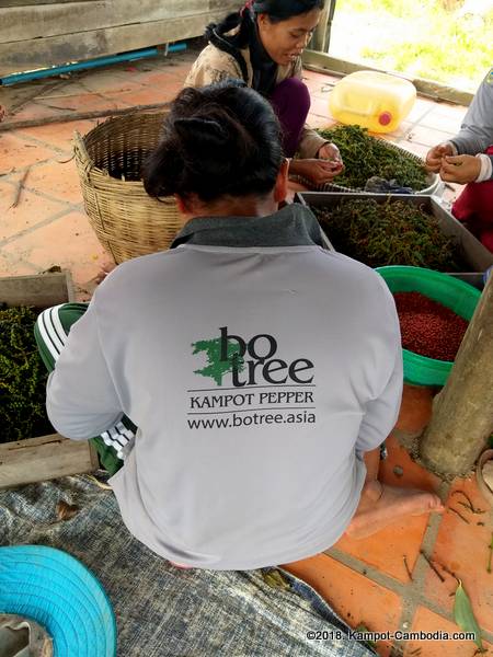 Bo Tree Pepper Farm in Kampot, Cambodia.